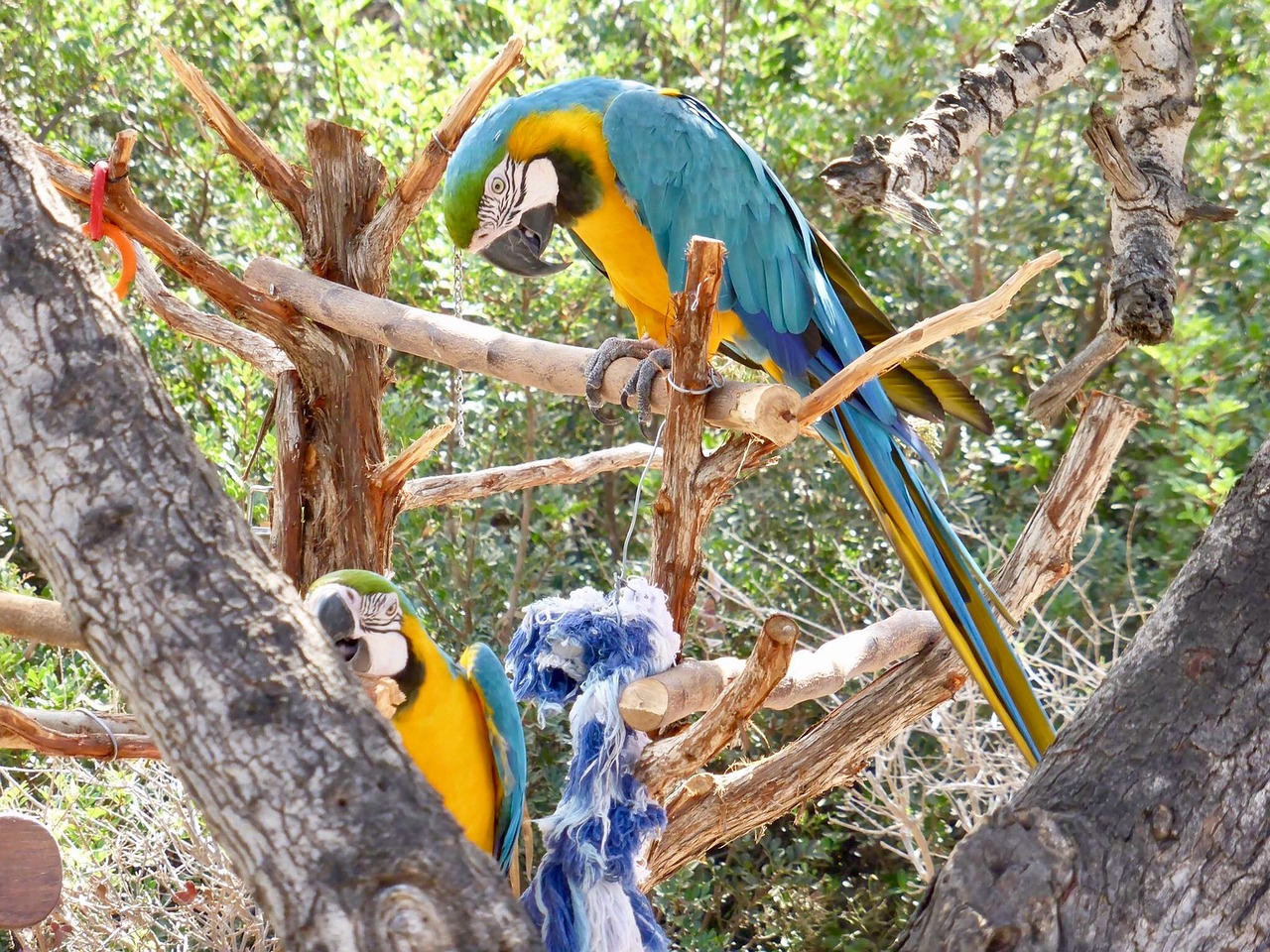 parrot colorful exotic free photo