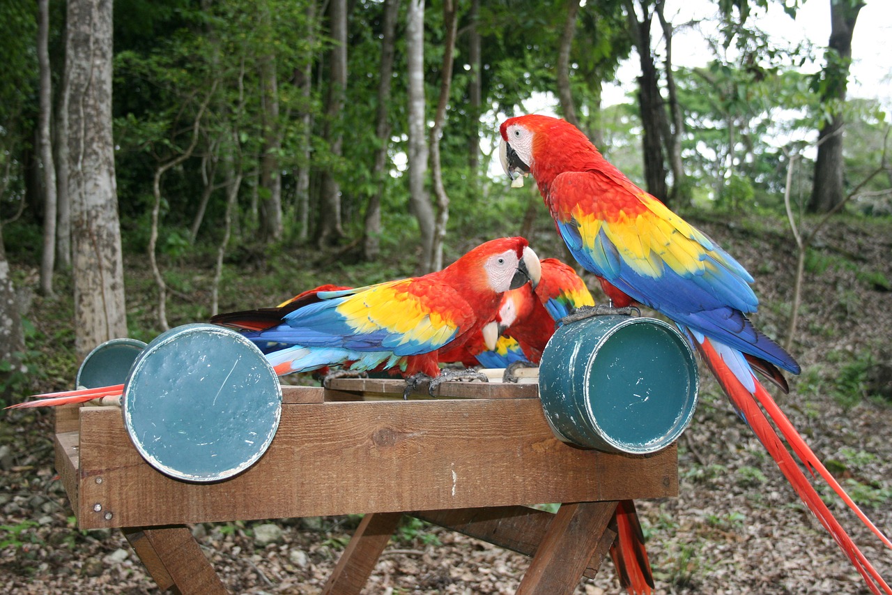 parrot honduras central america free photo