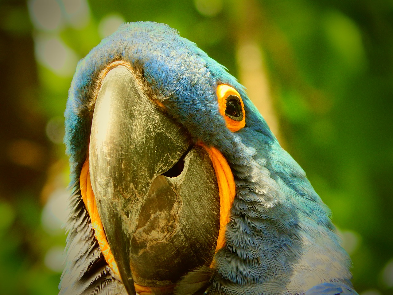 parrot blue bird free photo