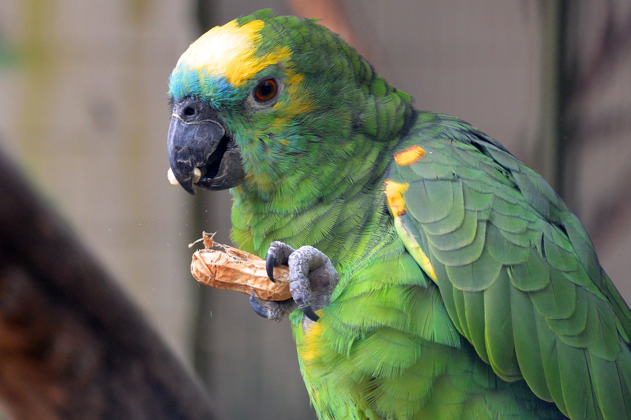 parrot animal bird free photo