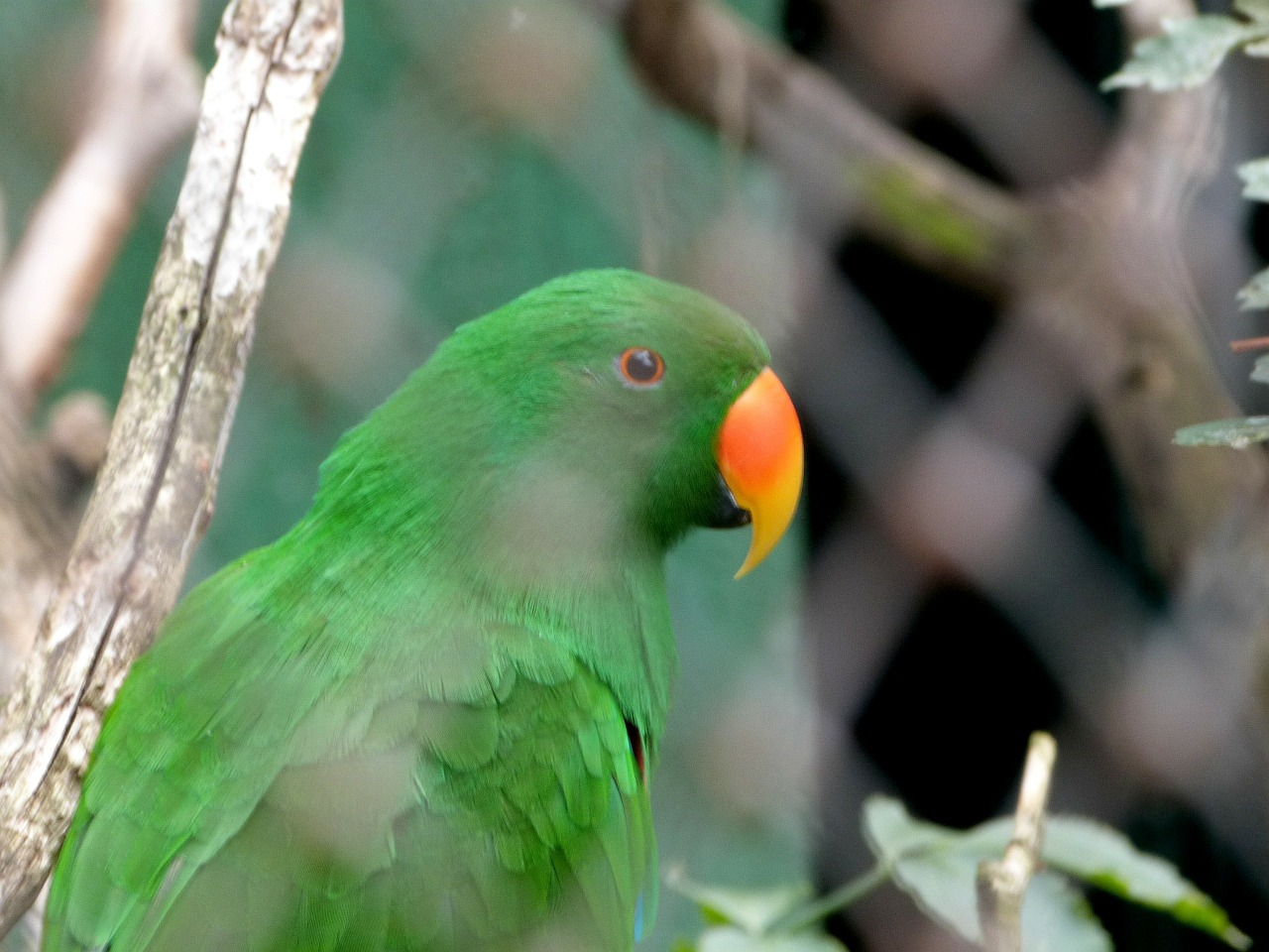 parrot green bird free photo