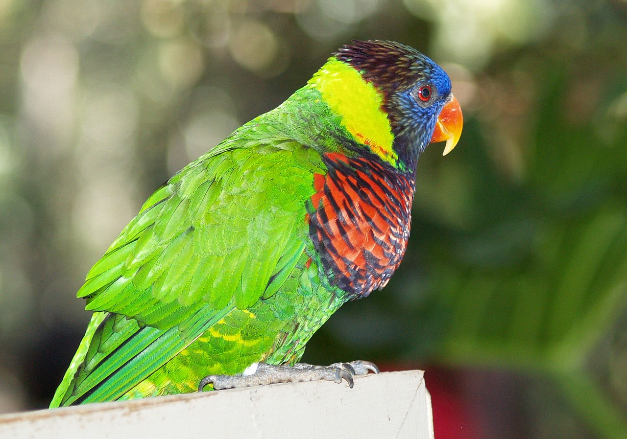 parrot bird tropical free photo