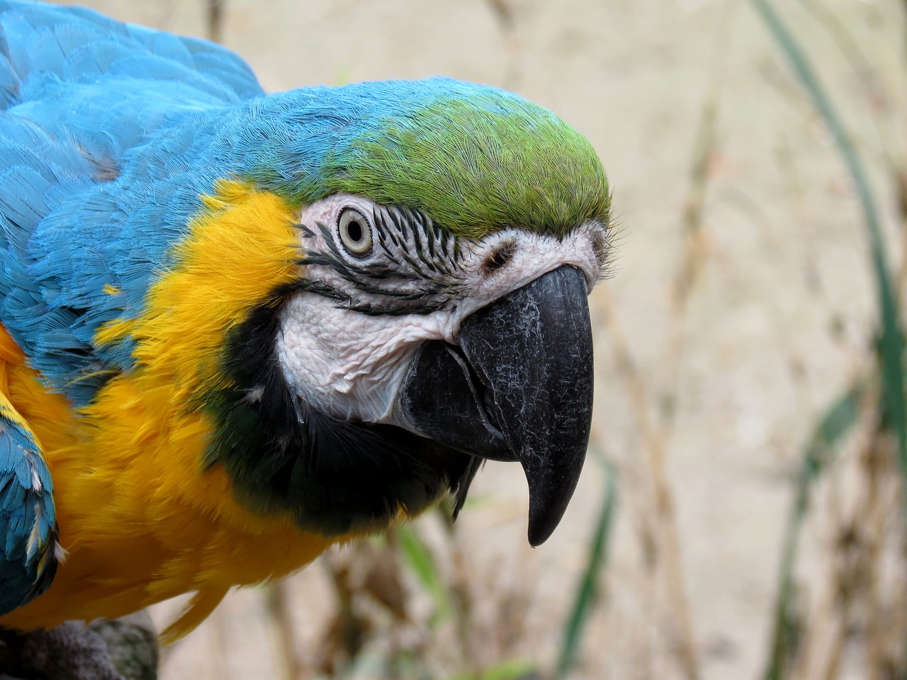 parrot ara yellow macaw free photo