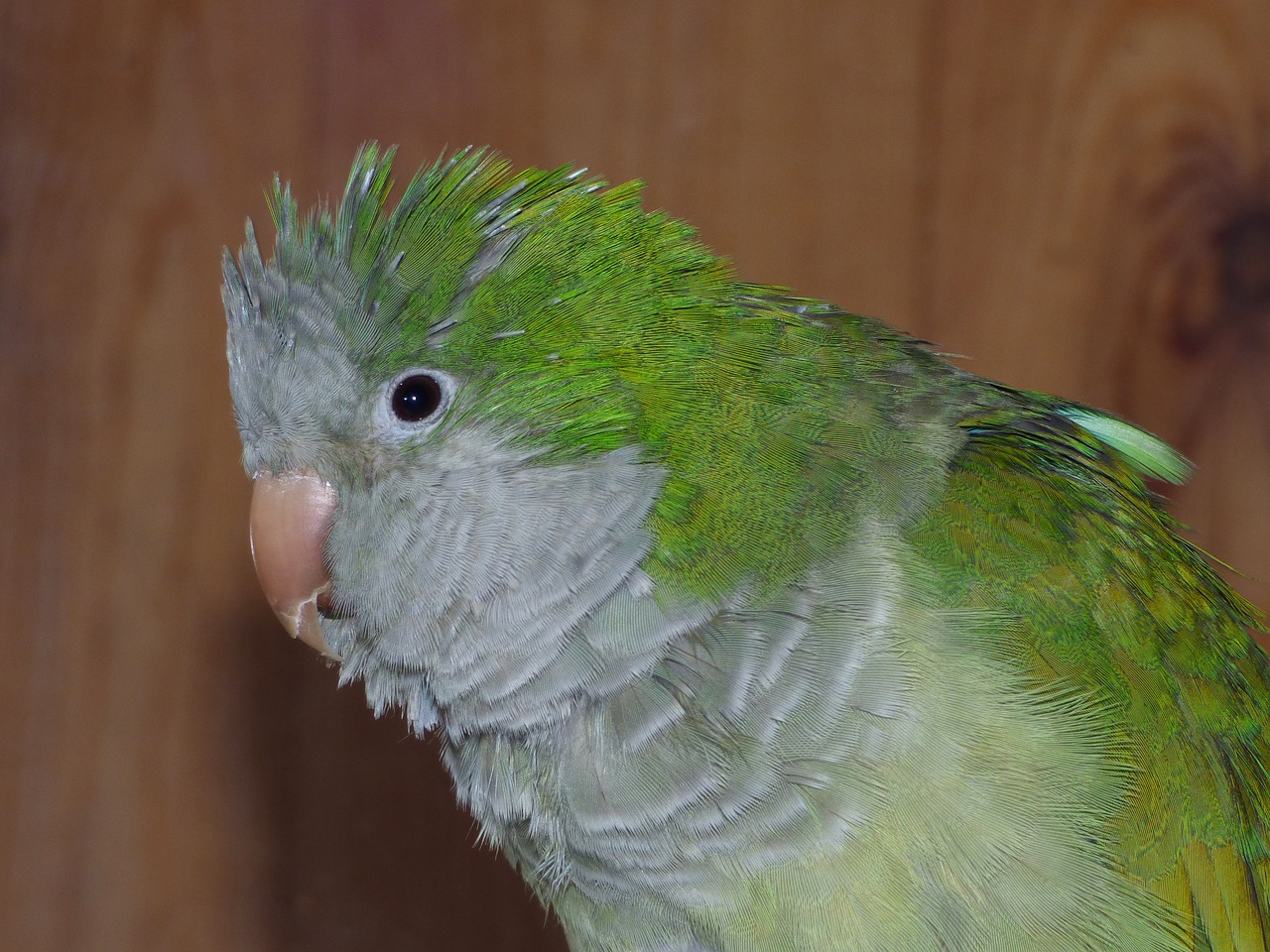 parrot argentina cotorra bird free photo