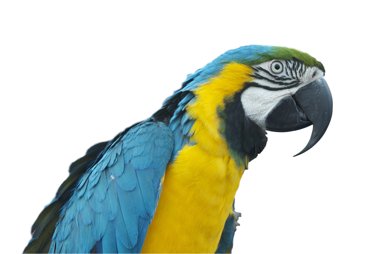 parrot ara bird free photo