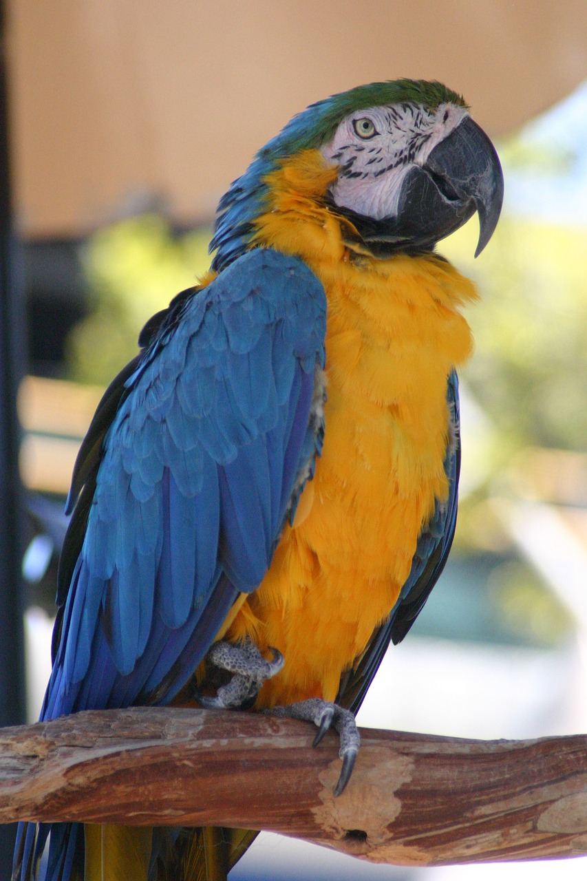 parrot bird colorful free photo