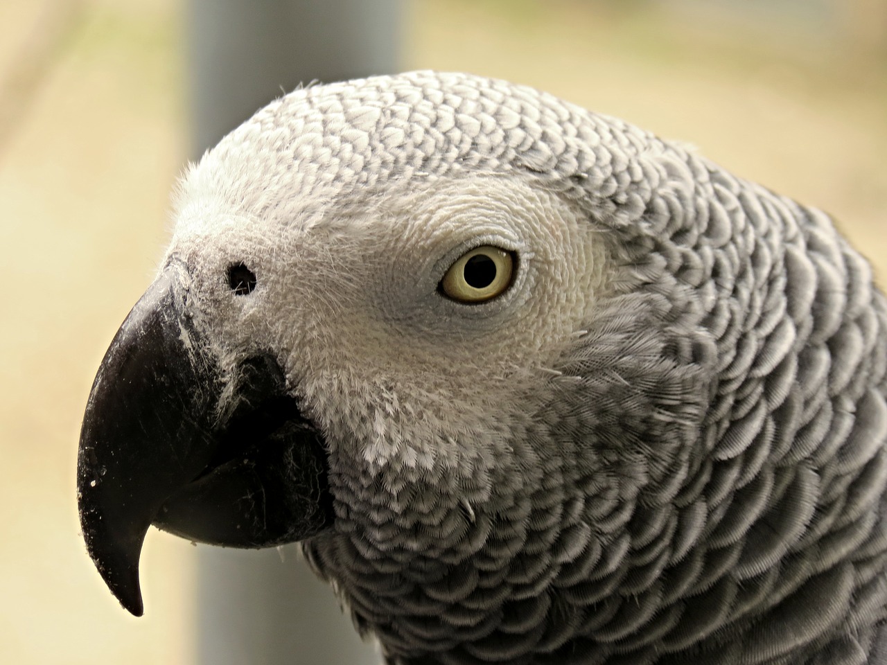 parrot african grey parrot tropical free photo