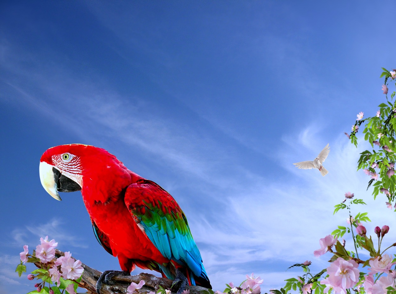 parrot arara birds free photo