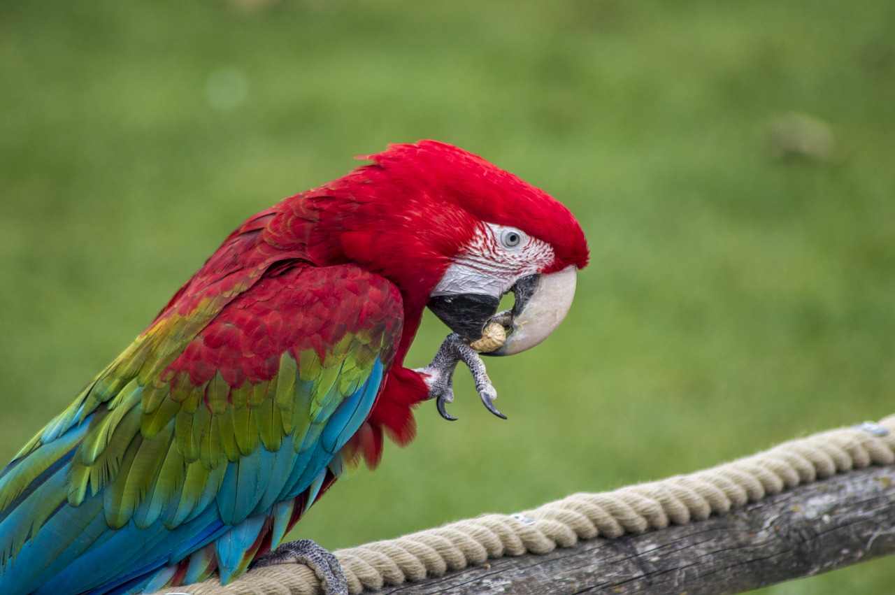 parrot tropical bird free photo