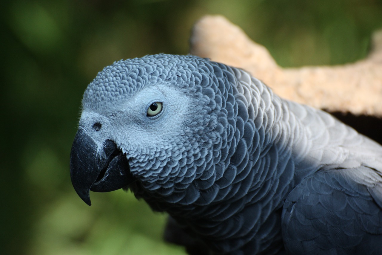 parrot african grey parrot grey free photo