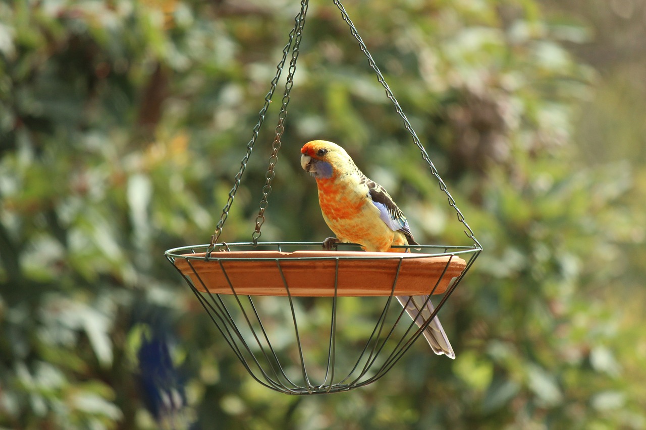 parrot bird rosella free photo