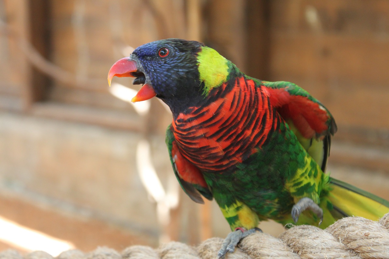 parrot animal red free photo