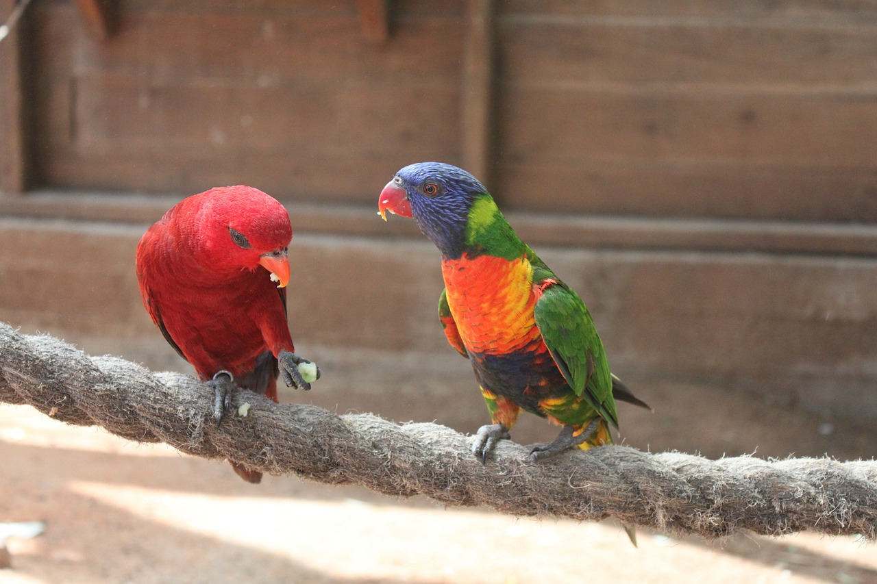 parrot animal red free photo