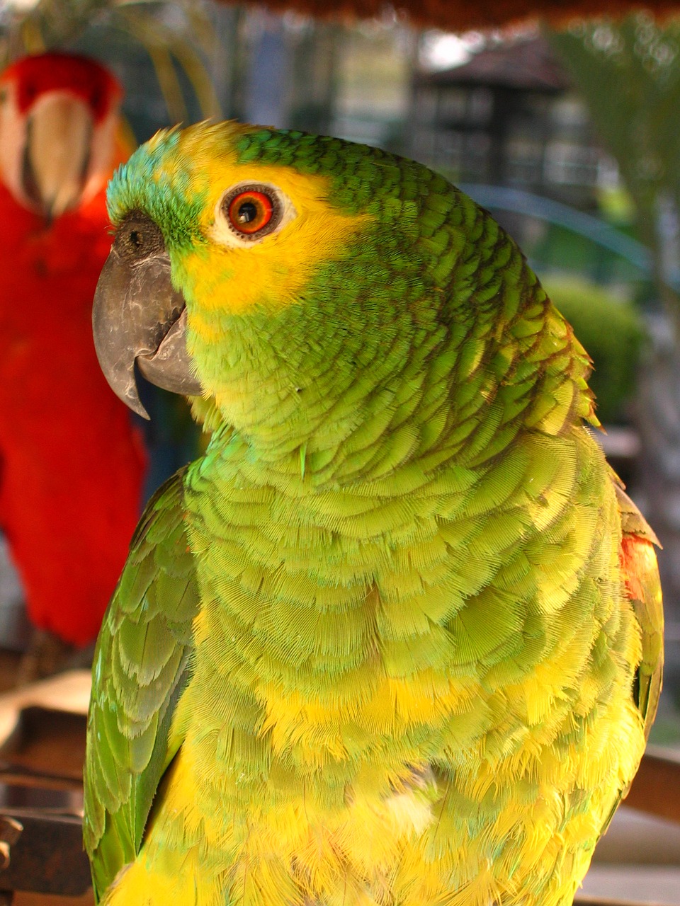 parrot brazilian laurel free photo