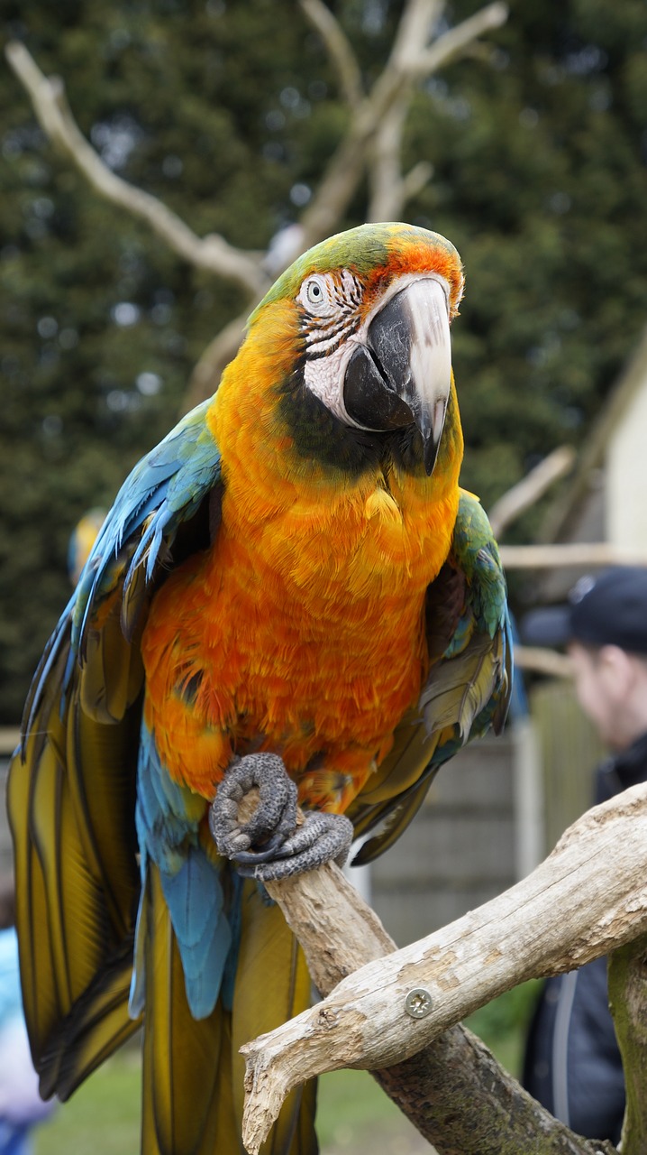 parrot bird animal free photo