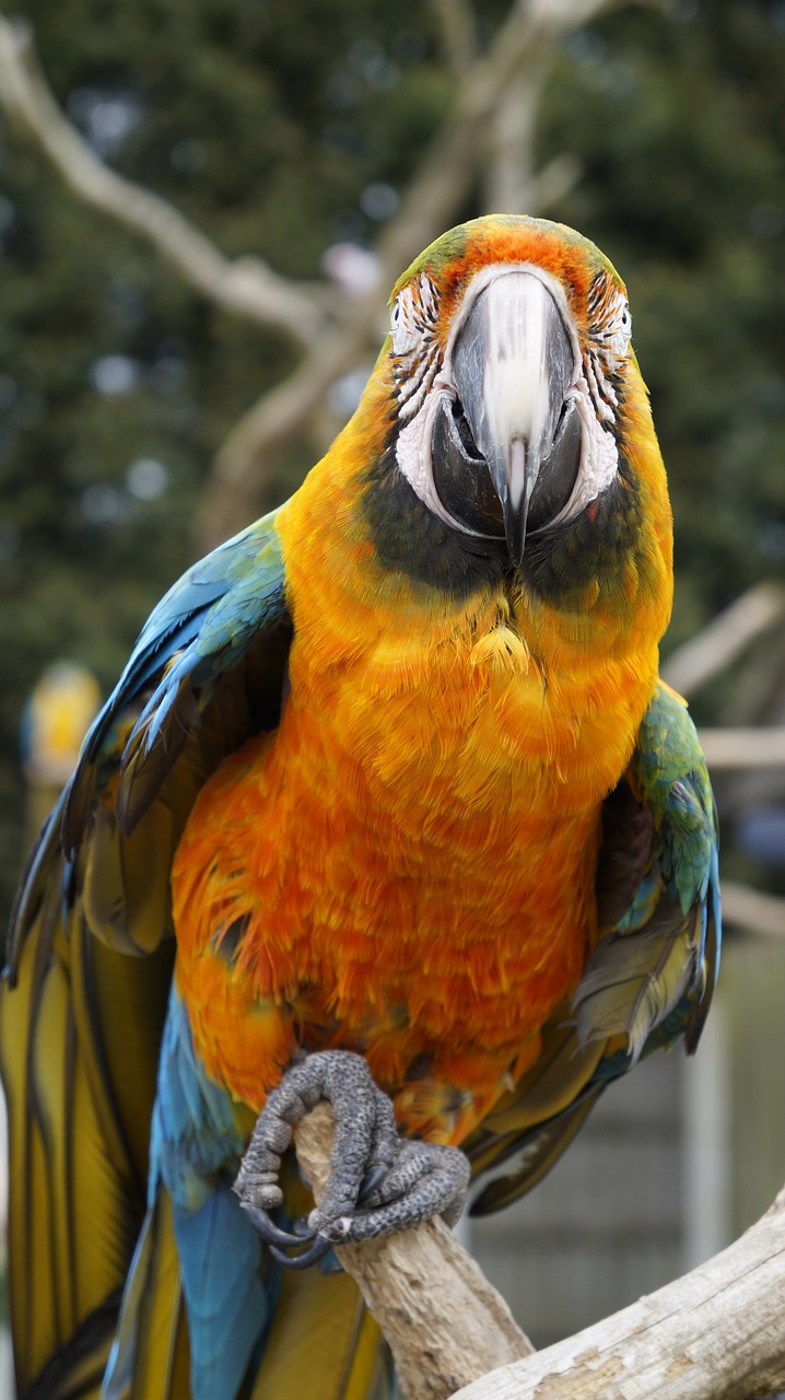 parrot bird animal free photo