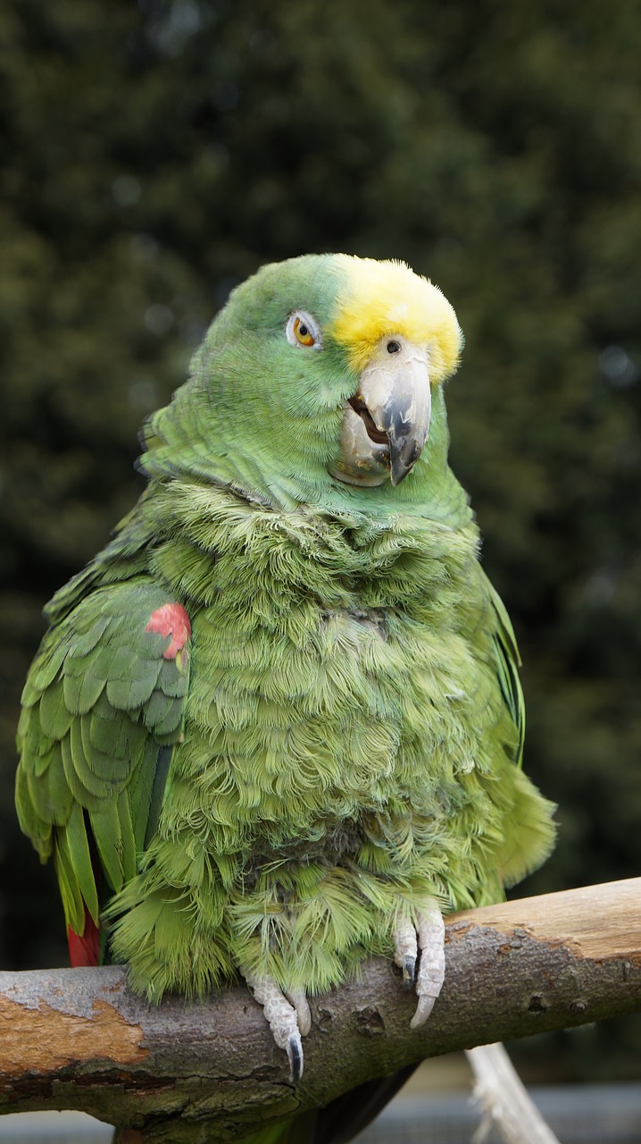 parrot bird animal free photo