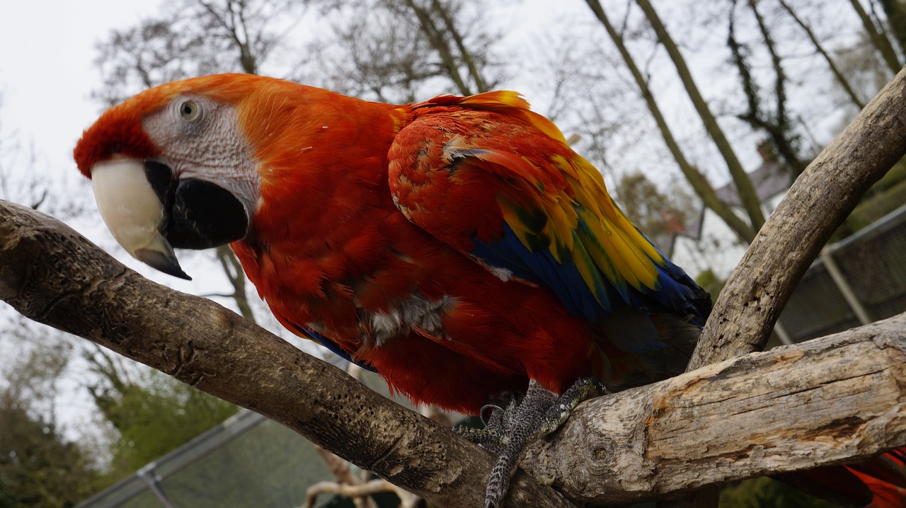 parrot bird animal free photo