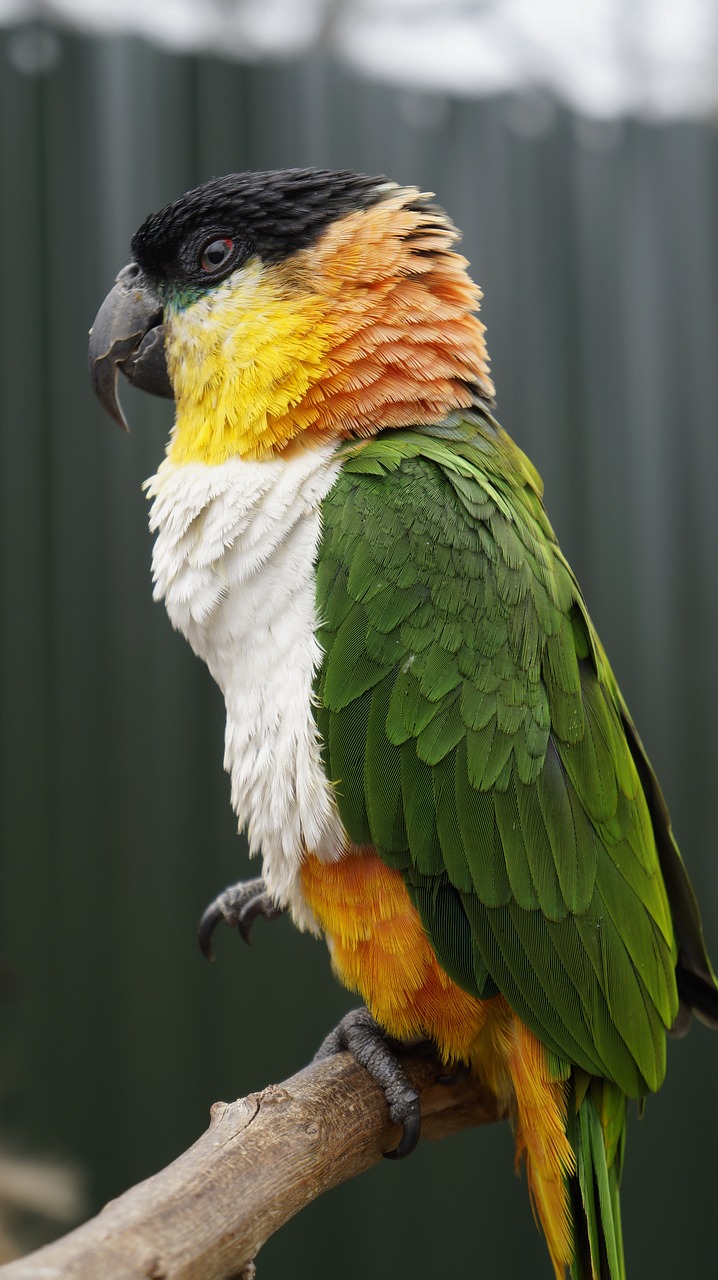 parrot bird animal free photo