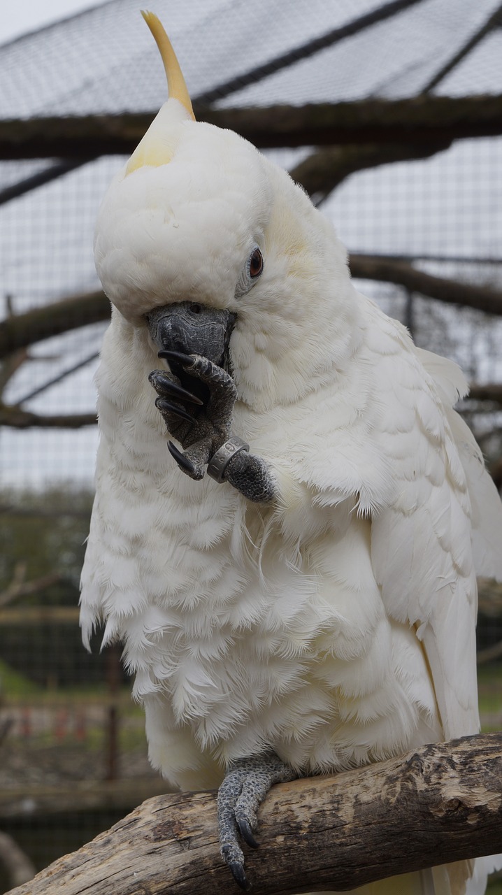 parrot bird animal free photo