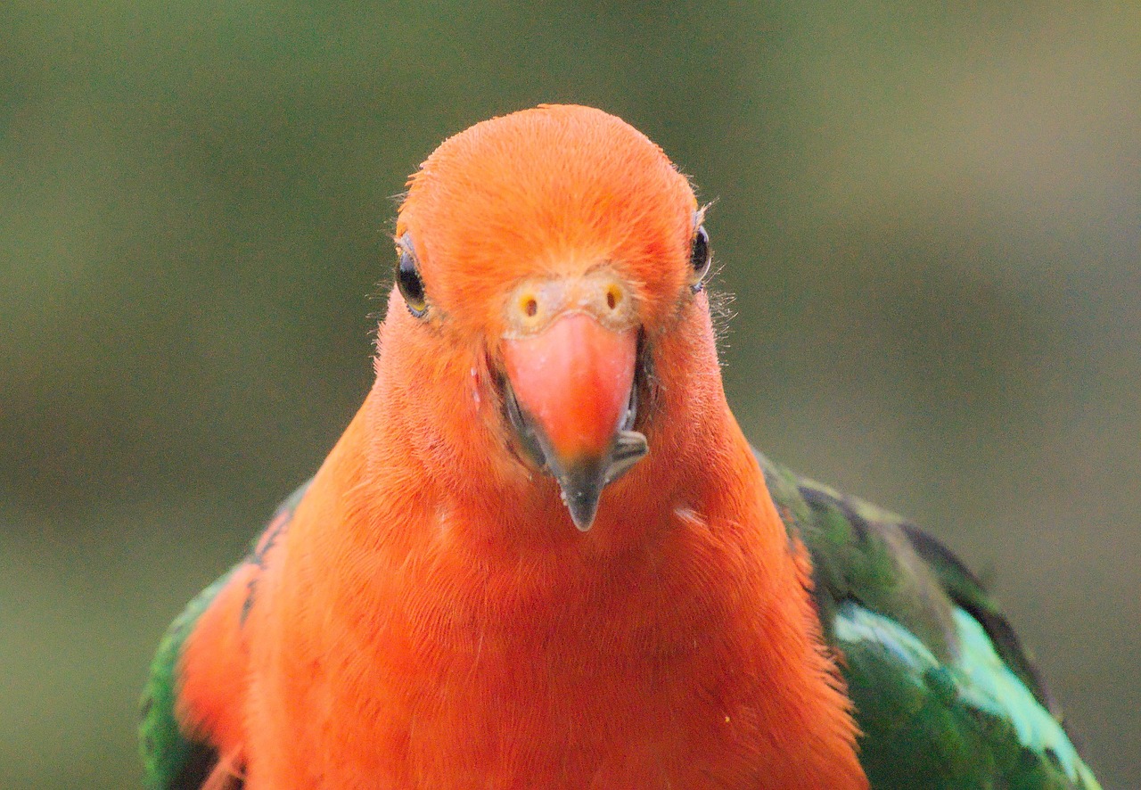 parrot bird tropical free photo