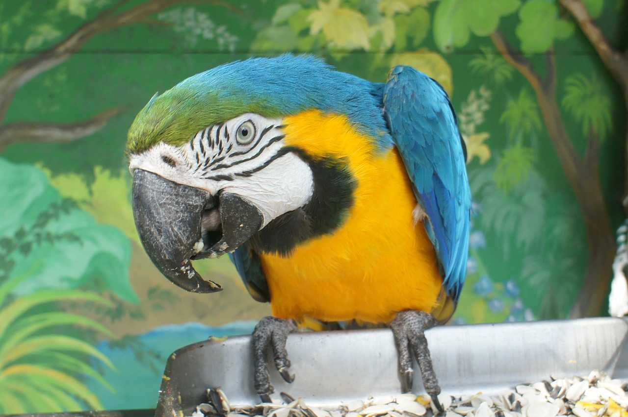 parrot ara safari park gelendzhik free photo