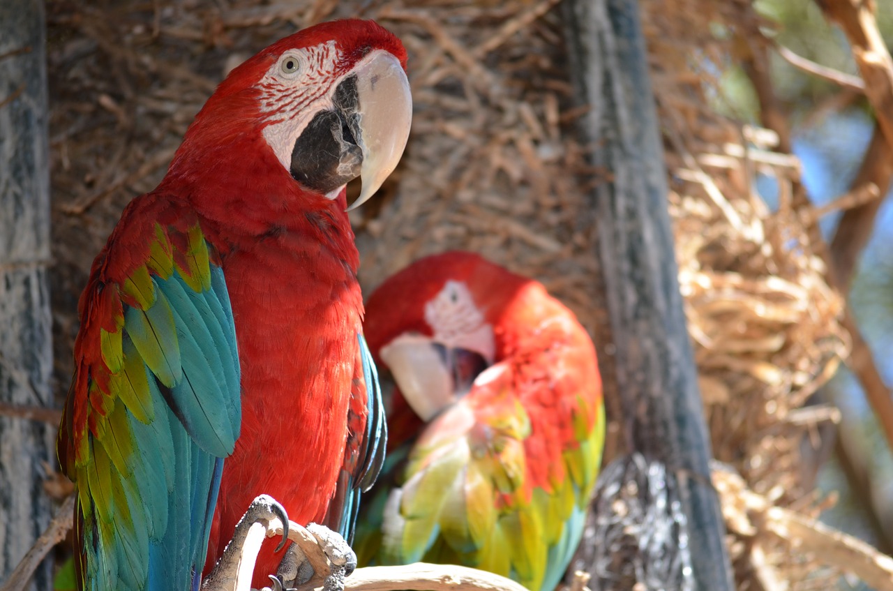 parrot colors zoo free photo