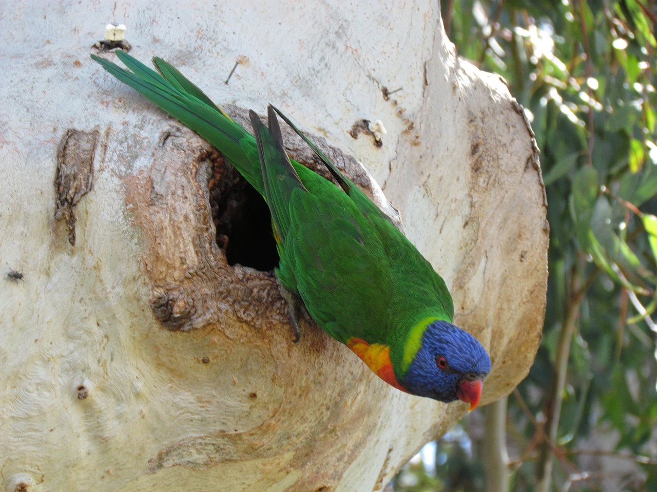parrot hatch nest free photo