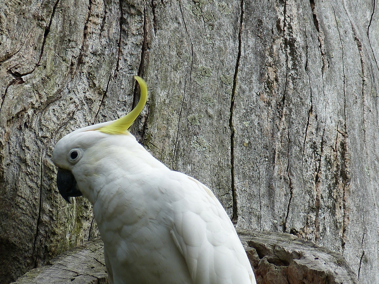 parrot bird animal free photo