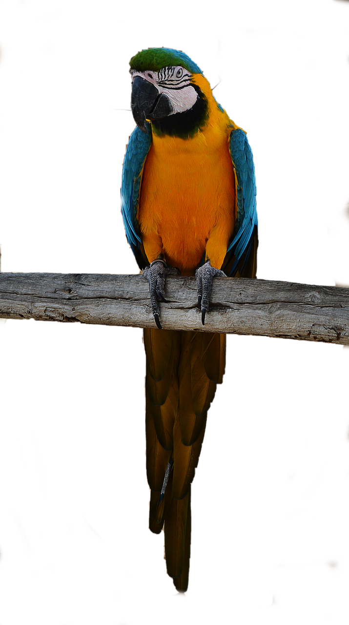 parrot bird colorful free photo