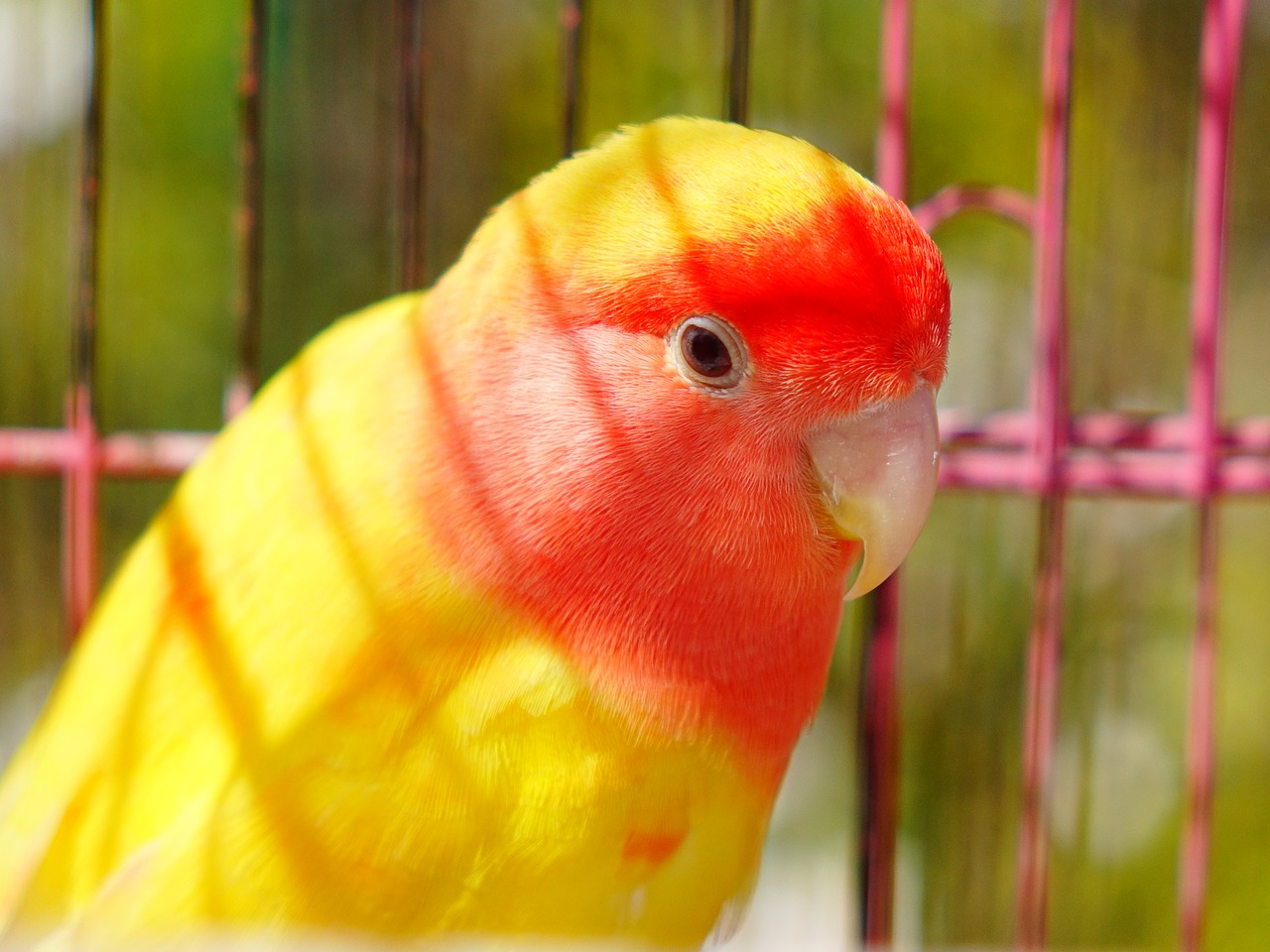 parrot animal bird free photo