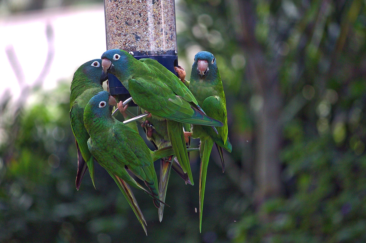 parrot bird feeder free photo