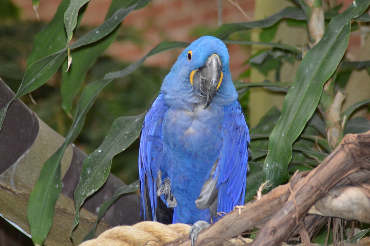 parrot blue national aviary free photo