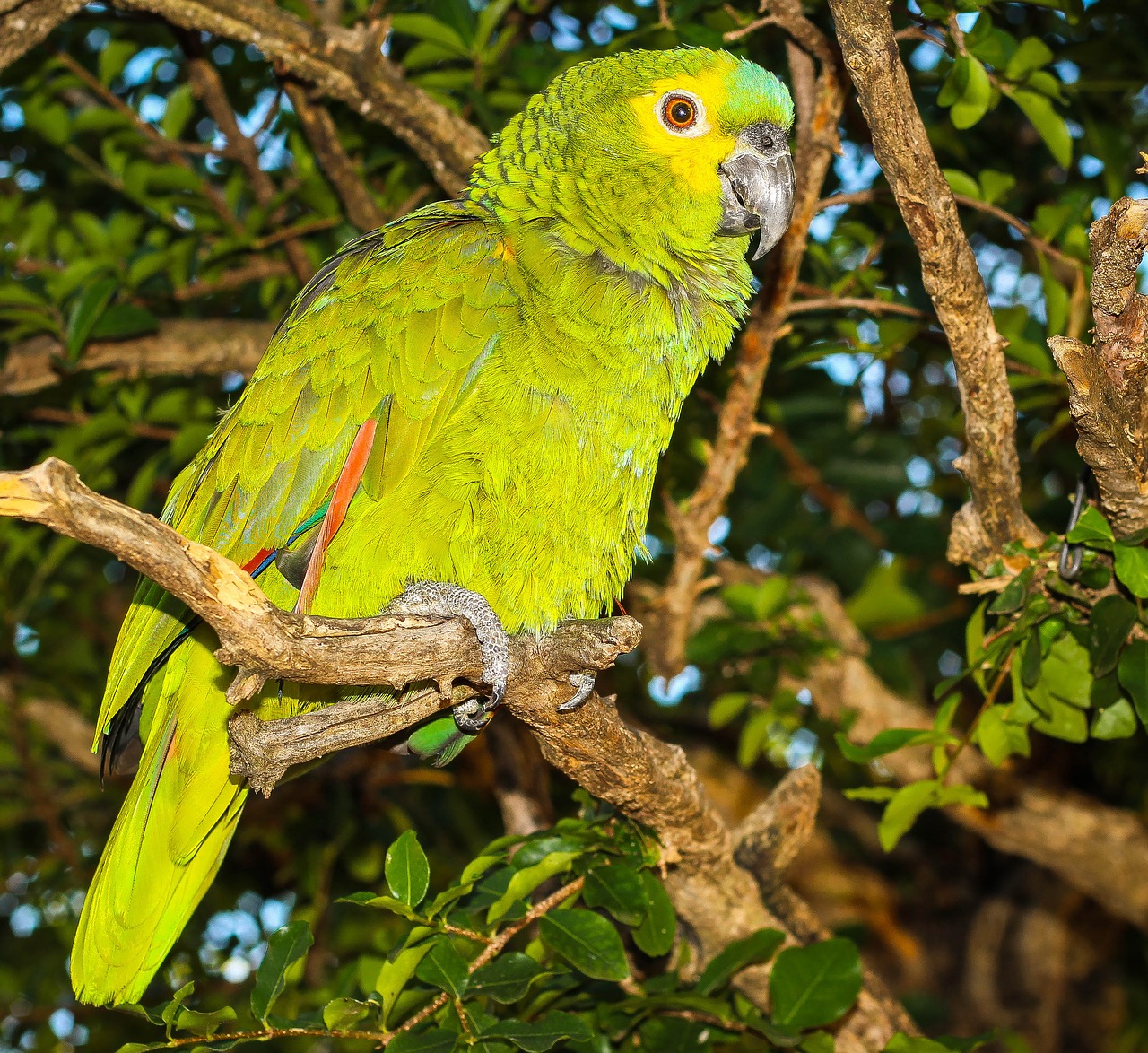 parrot birds environment free photo