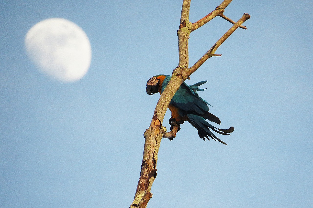 parrot bird branch free photo