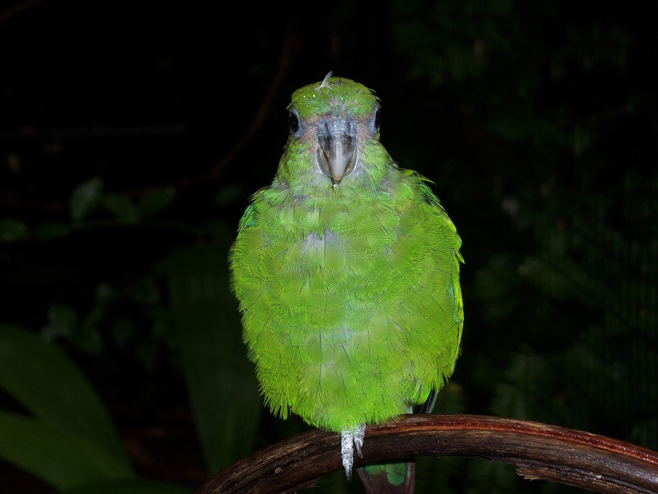 parrot green plumage free photo