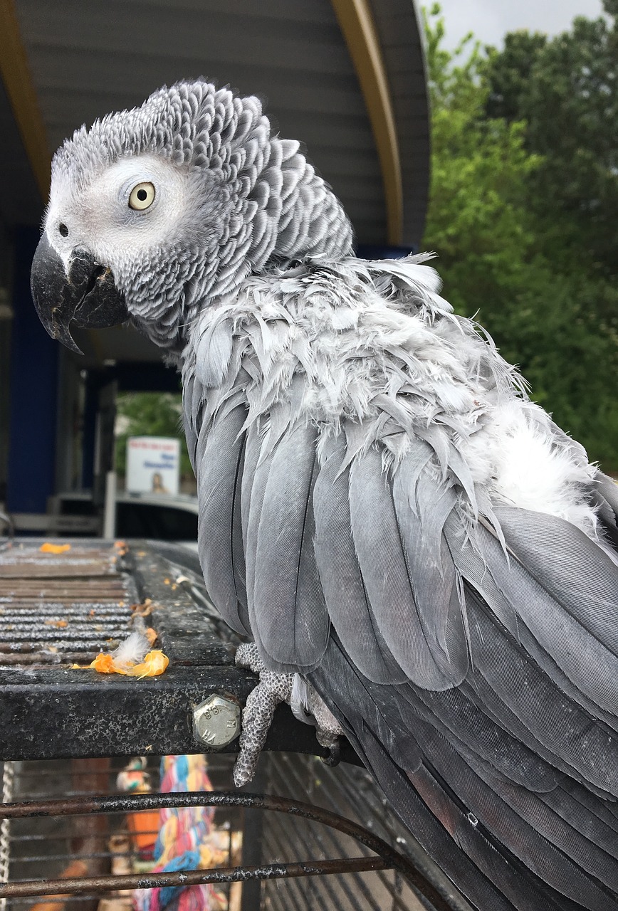 parrot grey bird free photo