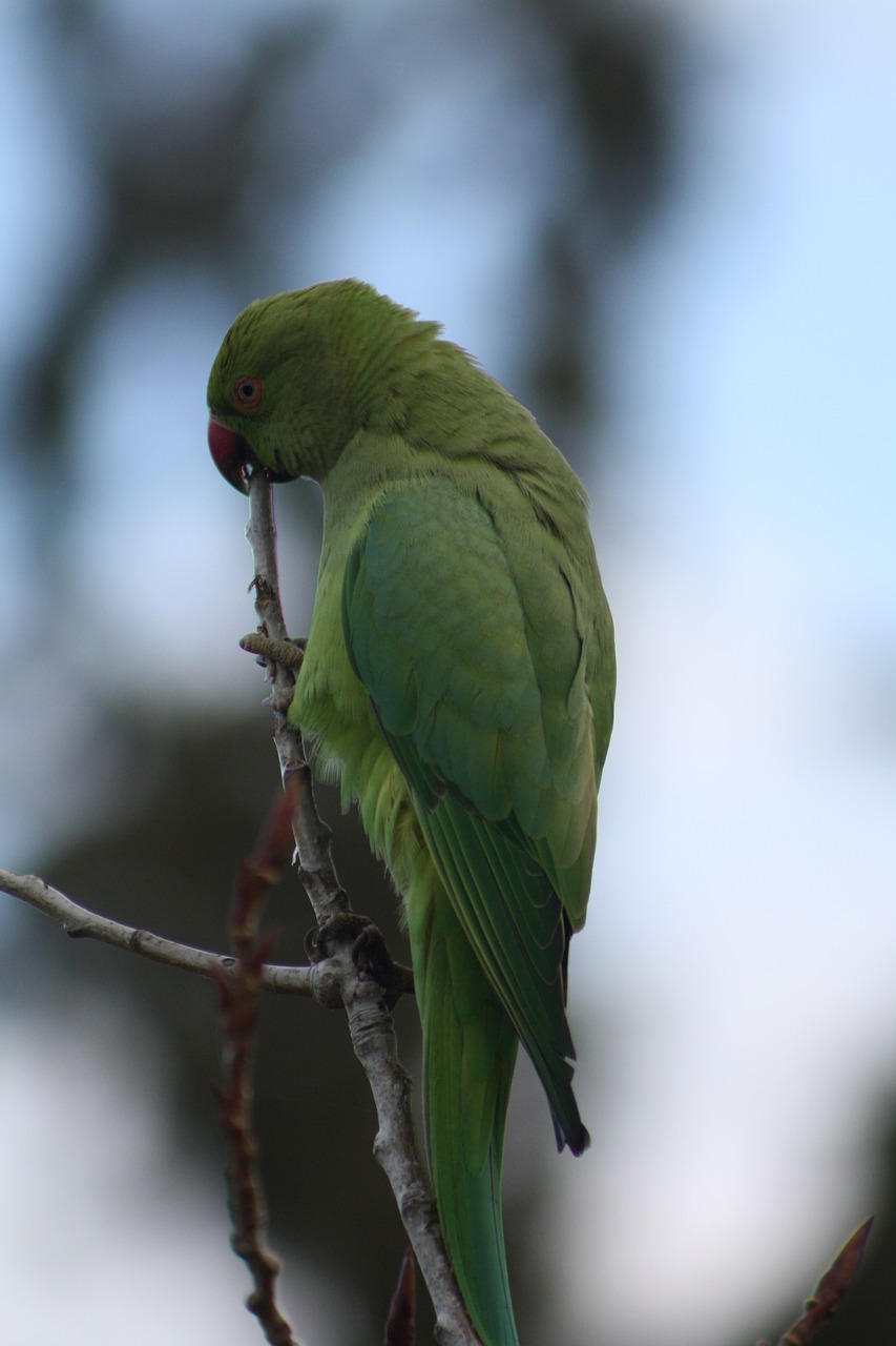 parrot rose-ringed parakeet bird free photo