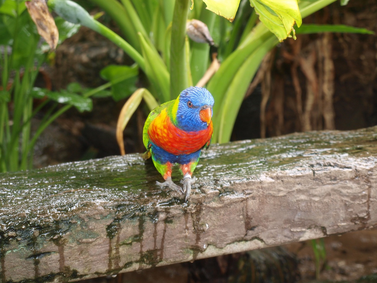 parrot bird nature free photo