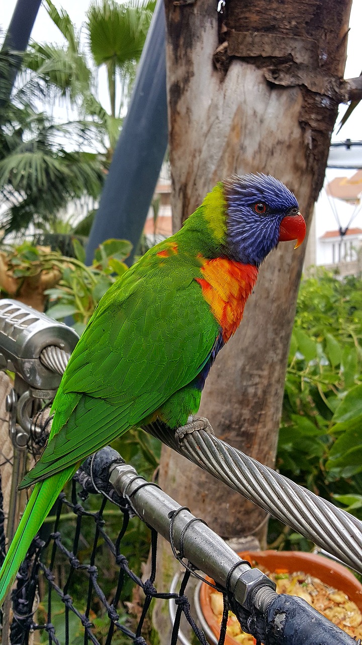 parrot canary islands animal world free photo