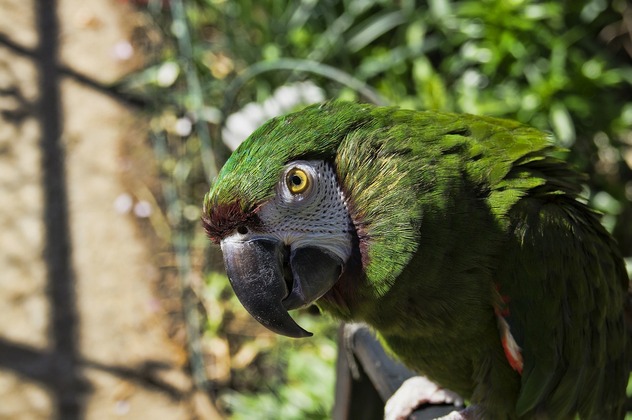 parrot bird animal free photo