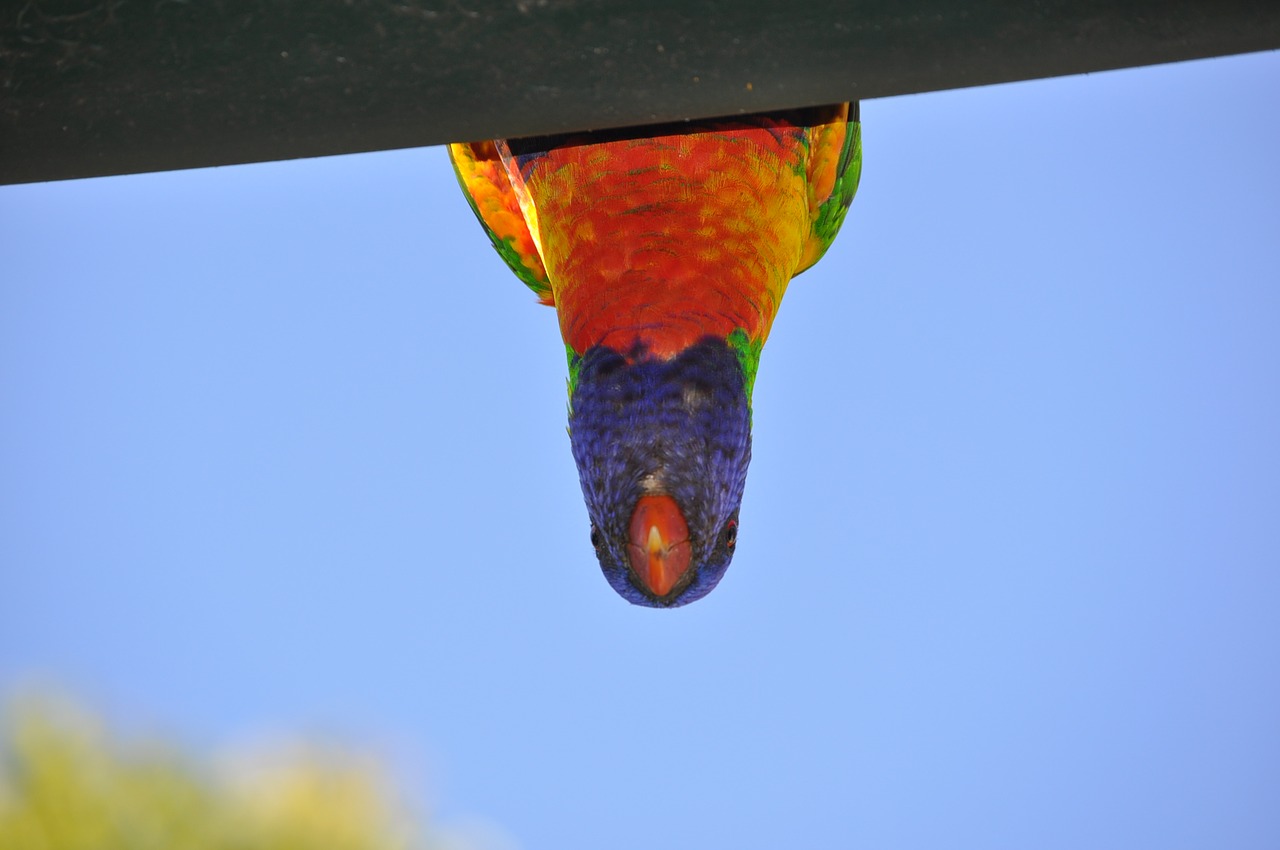 parrot australia nature free photo