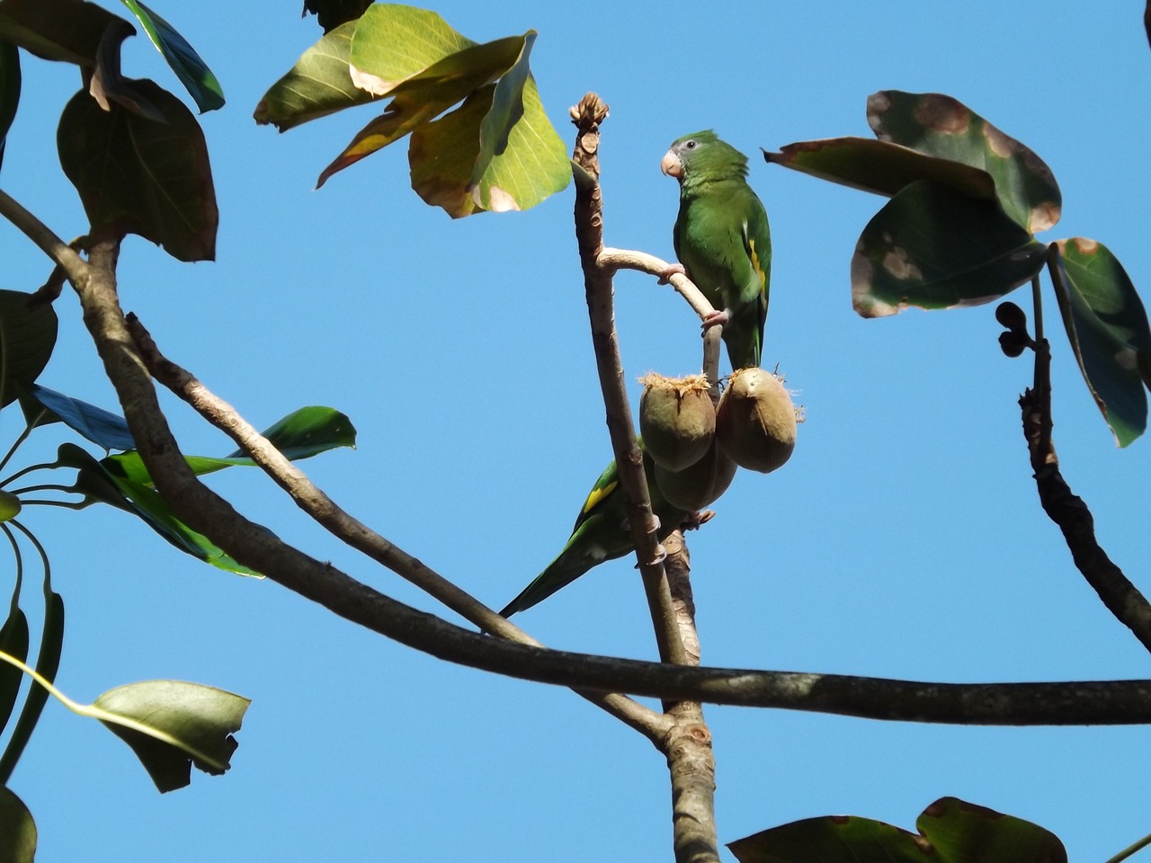 parrot nature bird free photo