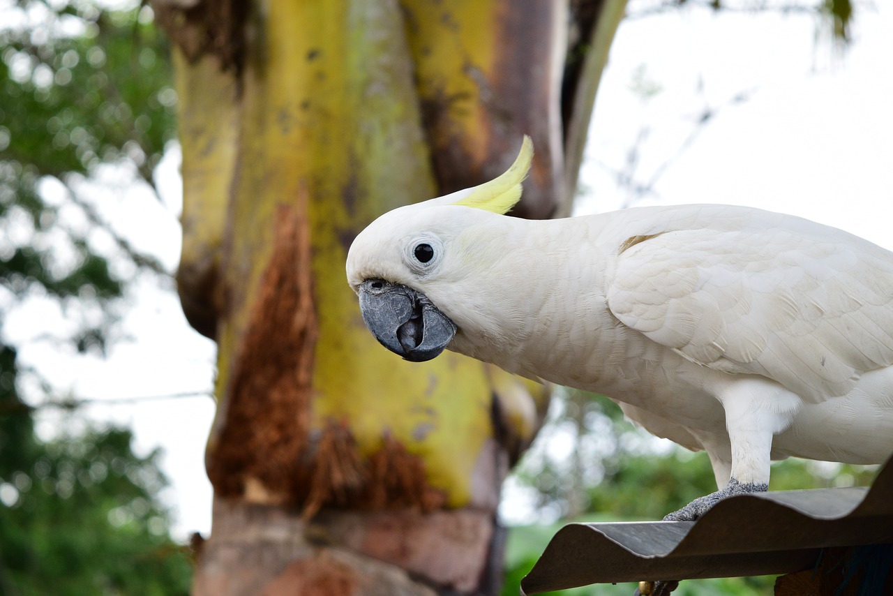 parrot animal natural free photo