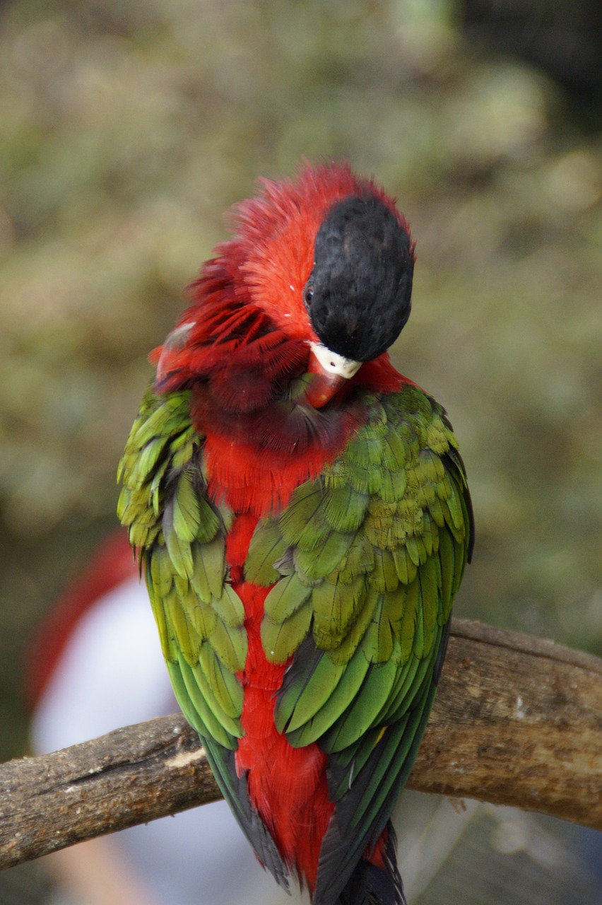 parrot plumage sleep free photo