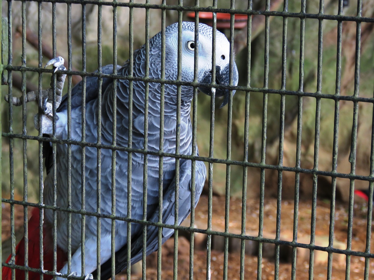parrot green jail free photo