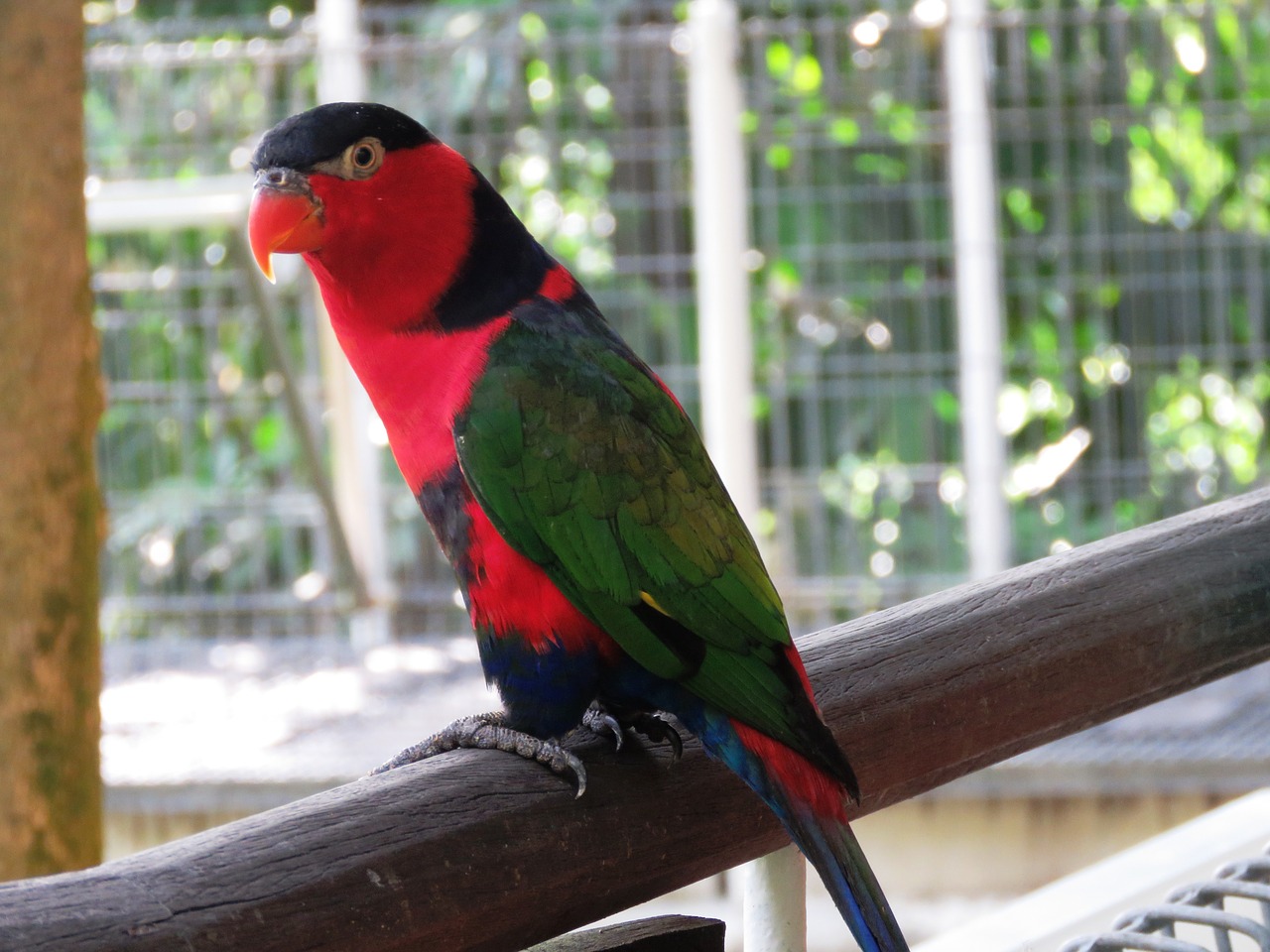 parrot bird macaw free photo