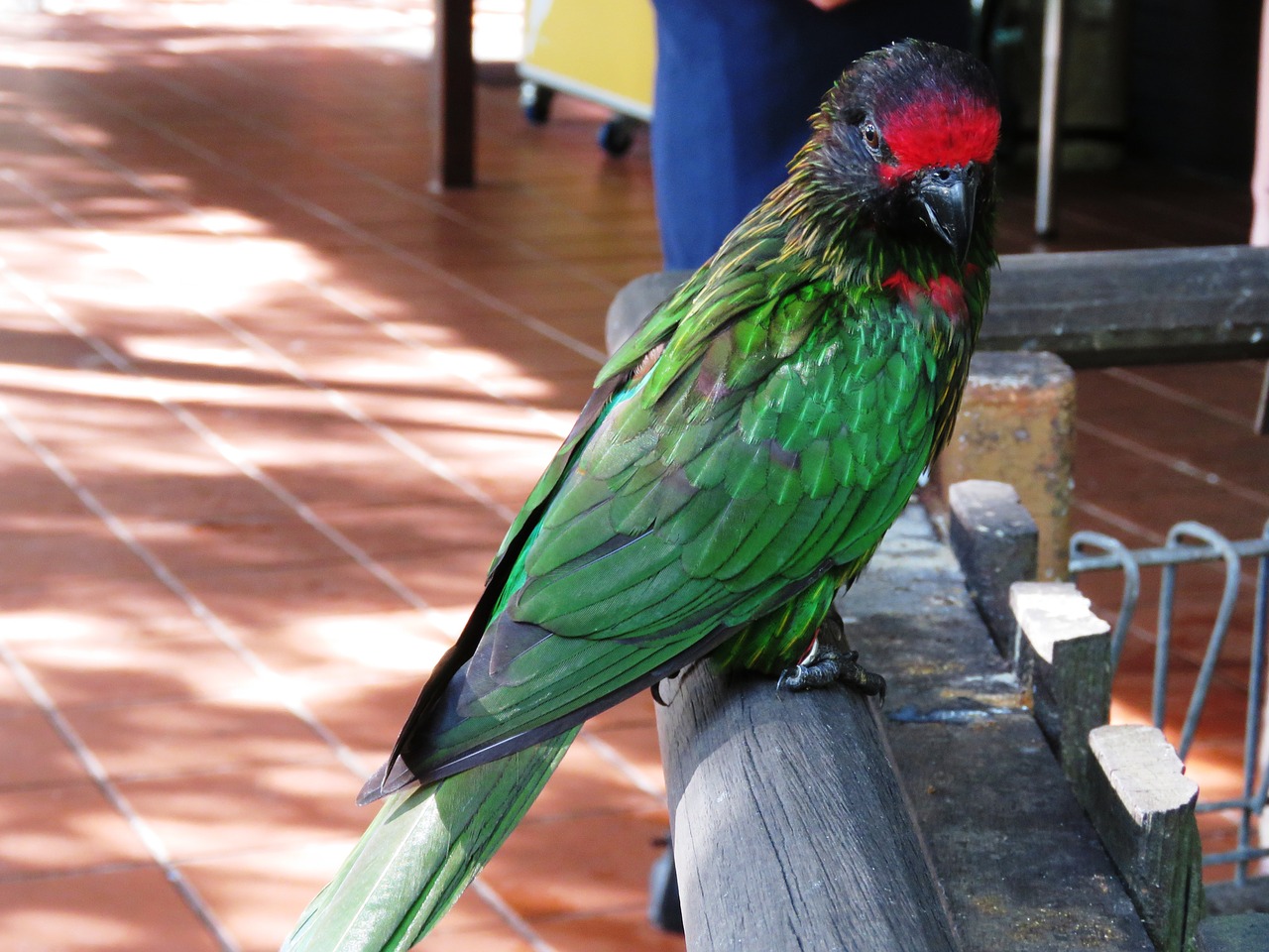 parrot bird macaw free photo