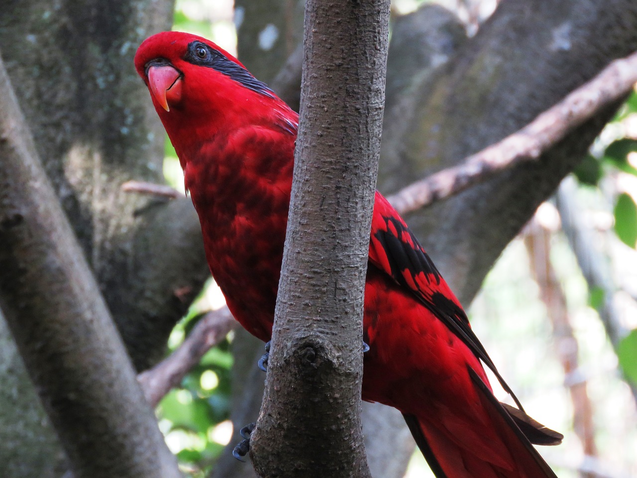 parrot bird macaw free photo