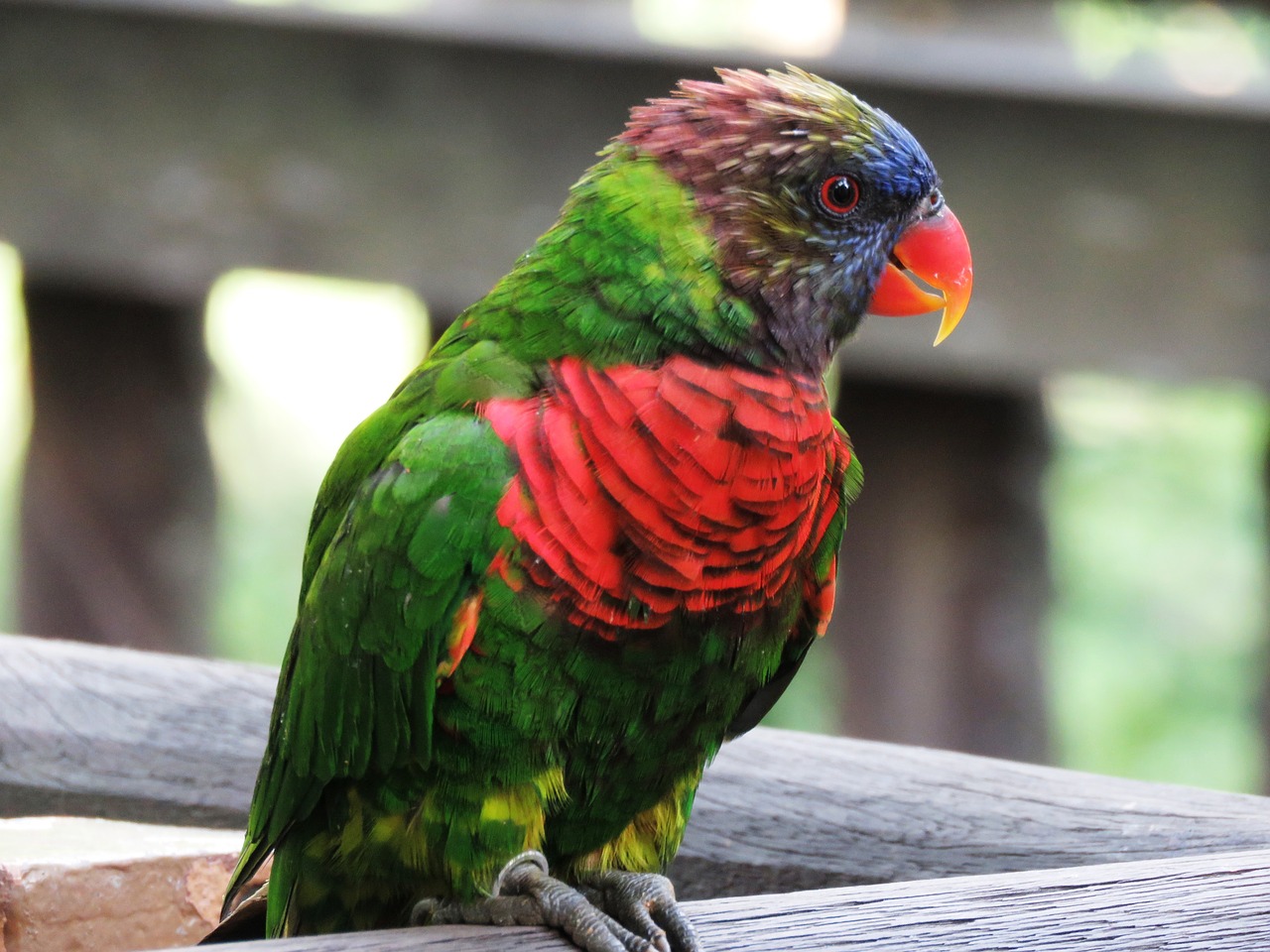 parrot macaw beautiful bird free photo